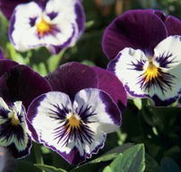 Newtown Park State Rose Garden - Newcastle Accommodation