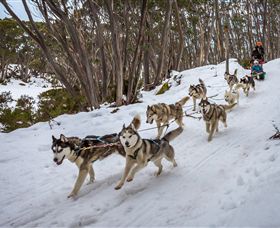 Mt Baw Baw Alpine Resort - New Castle Tourism 5