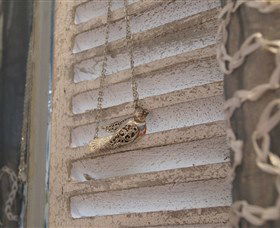 Sacs On Jenkins - New Castle Tourism 6