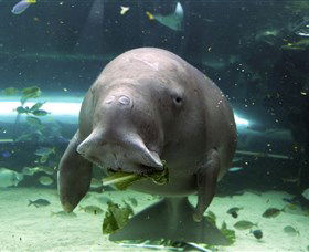 SEA LIFE Sydney Aquarium - New Castle Tourism 1