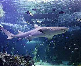 SEA LIFE Sydney Aquarium - New Castle Tourism 0
