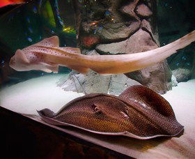 SEA LIFE Sydney Aquarium - New Castle Tourism 4