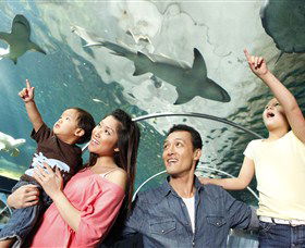 SEA LIFE Sydney Aquarium - New Castle Tourism 7
