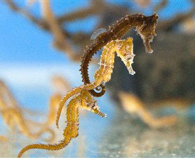 SEA LIFE Sydney Aquarium - New Castle Tourism 6