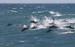 Tamboi Queen Cruises - Newcastle Accommodation 0