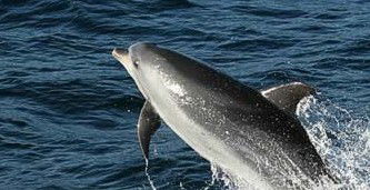 Tamboi Queen Cruises - Newcastle Accommodation 2