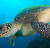 Byron Bay Dive Centre - New Castle Tourism