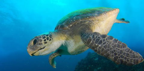Byron Bay Dive Centre - New Castle Tourism 0