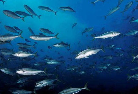 Byron Bay Dive Centre - New Castle Tourism 2