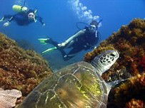 Byron Bay Dive Centre - New Castle Tourism 3