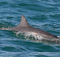 Byron Bay Dolphin Wildlife Tours - New Castle Tourism
