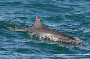 Byron Bay Dolphin Wildlife Tours - New Castle Tourism 0