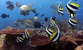 Byron Bay Dolphin Wildlife Tours - New Castle Tourism 3