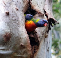Cumberland State Forest - Newcastle Accommodation
