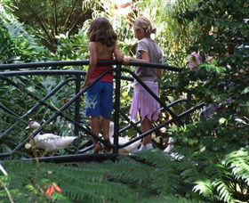 EG Waterhouse National Camellia Garden - New Castle Tourism 0