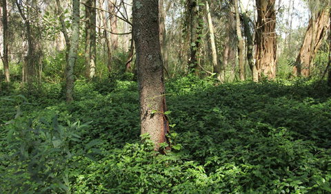 Second Ponds Creek Walk - Newcastle Accommodation 1