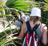 Palm Jungle loop track - Newcastle Accommodation