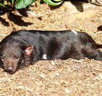 Symbio Wildlife Park - Newcastle Accommodation