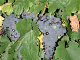 Grancari - New Castle Tourism 2