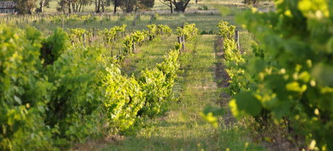 Bell River Estate Winery - New Castle Tourism 3