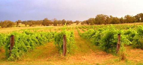 Bell River Estate Winery - New Castle Tourism 7