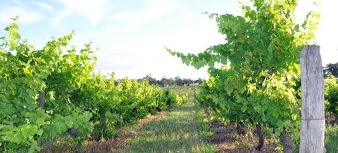Bell River Estate Winery - New Castle Tourism 8