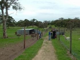 Avenue Emus - Newcastle Accommodation 0