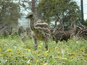 Avenue Emus - Newcastle Accommodation 1