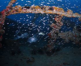 Lady Bowen Dive Site - New Castle Tourism 1