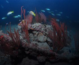 Lady Bowen Dive Site - New Castle Tourism 3