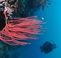 Eddy Reef Dive Site - New Castle Tourism