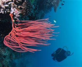 Eddy Reef Dive Site - New Castle Tourism 0