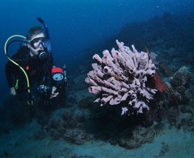Eddy Reef Dive Site - New Castle Tourism 1