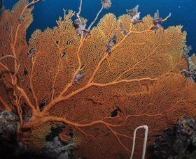 Eddy Reef Dive Site - New Castle Tourism 3