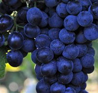 De Bortoli Wines Bilbul - Newcastle Accommodation