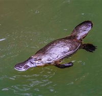 Platypus Viewing at Broken River - New Castle Tourism