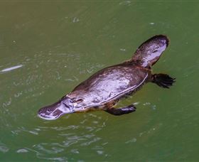 Platypus Viewing At Broken River - New Castle Tourism 0