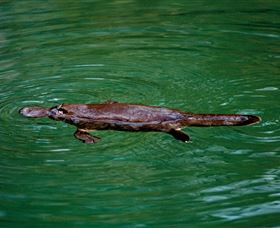 Platypus Viewing At Broken River - New Castle Tourism 2