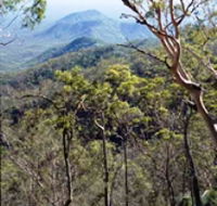 Crediton State Forest - New Castle Tourism
