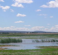 Fivebough Wetlands - New Castle Tourism