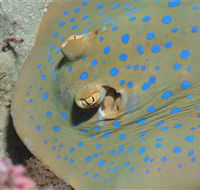 Jorgey's Patch Dive Site - Newcastle Accommodation