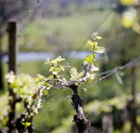 Mountainside Wines - Newcastle Accommodation