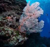Barracuda Bommie Dive Site - New Castle Tourism