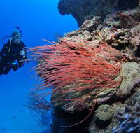 Three Sisters Dive Site - Newcastle Accommodation