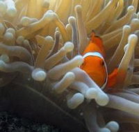 The Hangover Dive Site