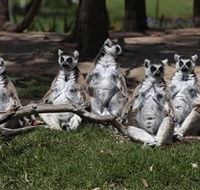 Savannah Visitor Plaza Taronga Western Plains Zoo Dubbo - New Castle Tourism