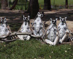 Savannah Visitor Plaza, Taronga Western Plains Zoo Dubbo - Newcastle Accommodation 0