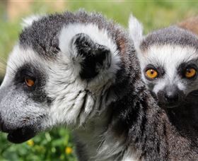 Savannah Visitor Plaza, Taronga Western Plains Zoo Dubbo - Newcastle Accommodation 1