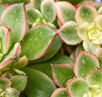 Billabong Garden Complex  Cafe - Newcastle Accommodation