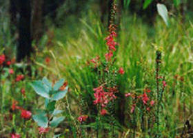 Enfield VIC Newcastle Accommodation